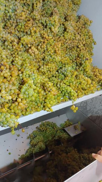 wein3 wein3