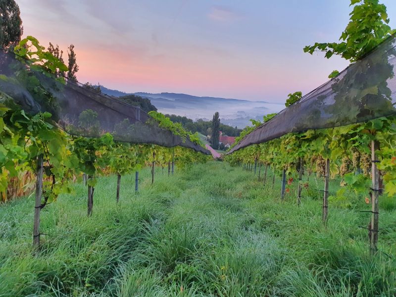 weingarten weingarten